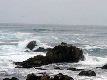 along 17 mile drive