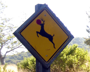 a red nosed reindeer?